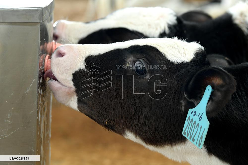 Dairy farm Scientific Breeding