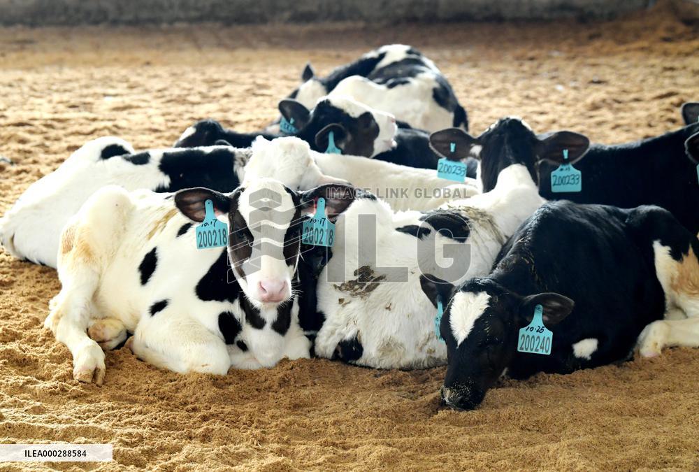 Dairy farm Scientific Breeding