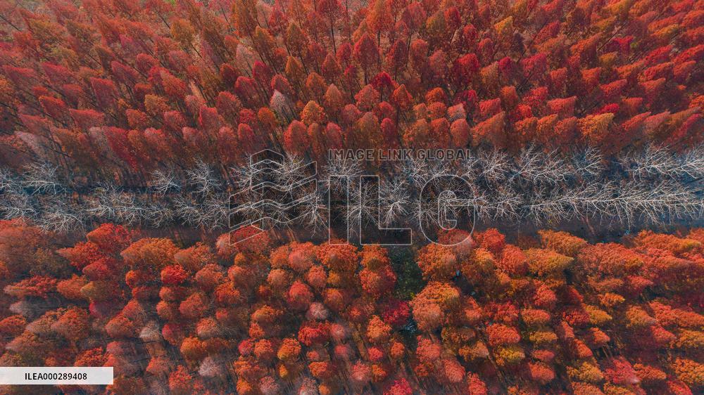 China Colorful Winter