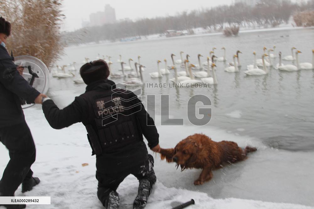 The Police Rescued The Golden Retriever