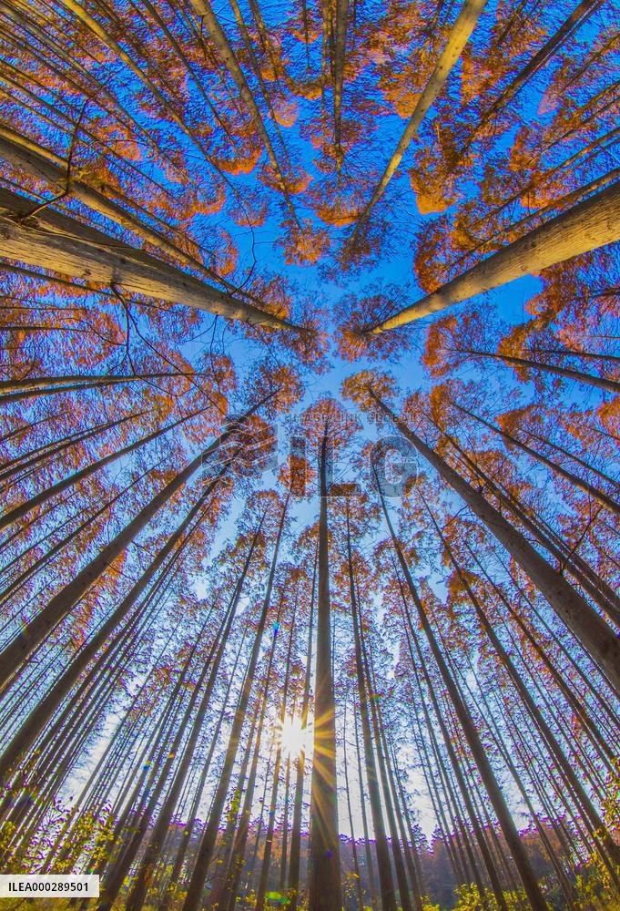 China Colorful Winter