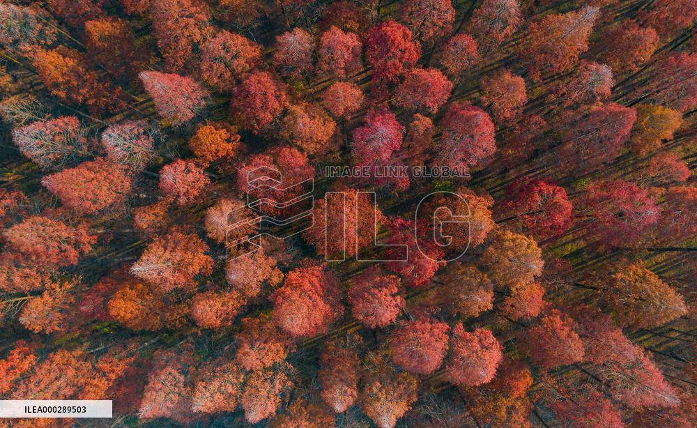 China Colorful Winter