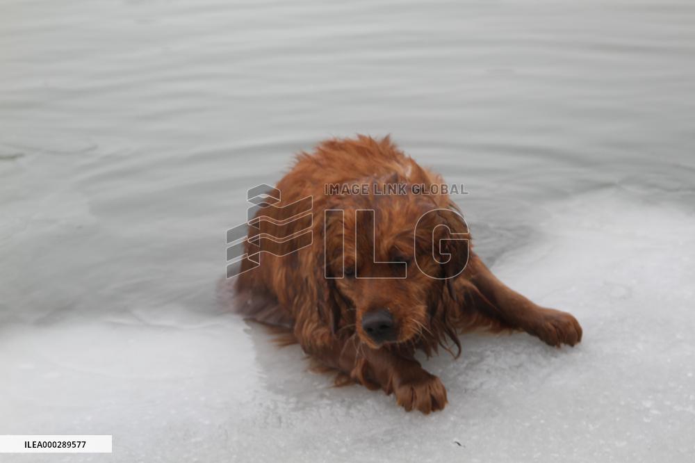 The Police Rescued The Golden Retriever