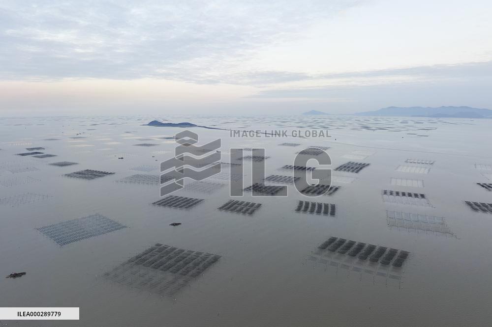 Seaweed Plantations in Island