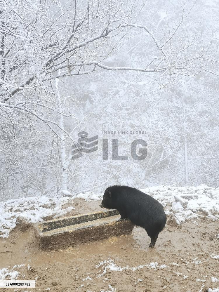 Cattle Raised in Alpine Pastures