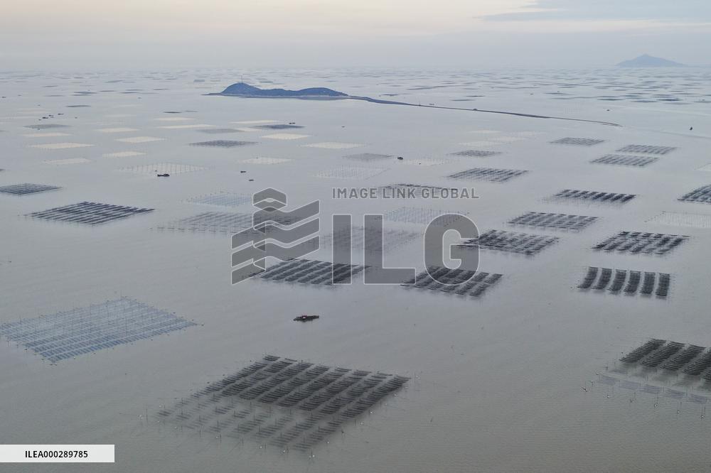 Seaweed Plantations in Island