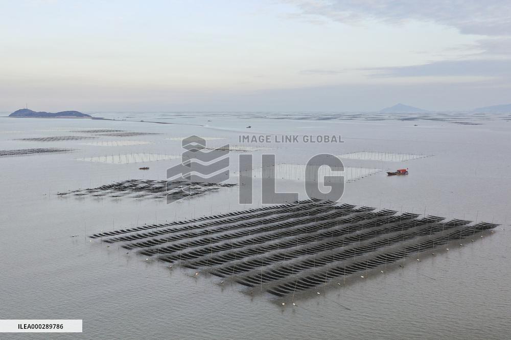 Seaweed Plantations in Island