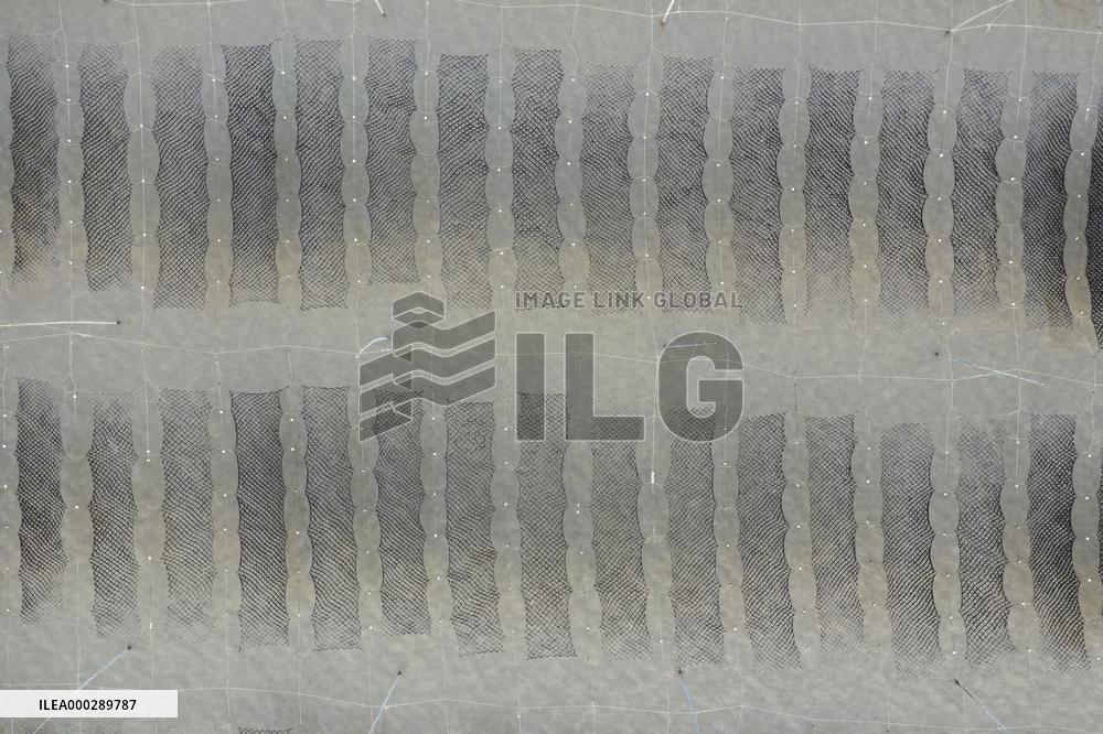 Seaweed Plantations in Island