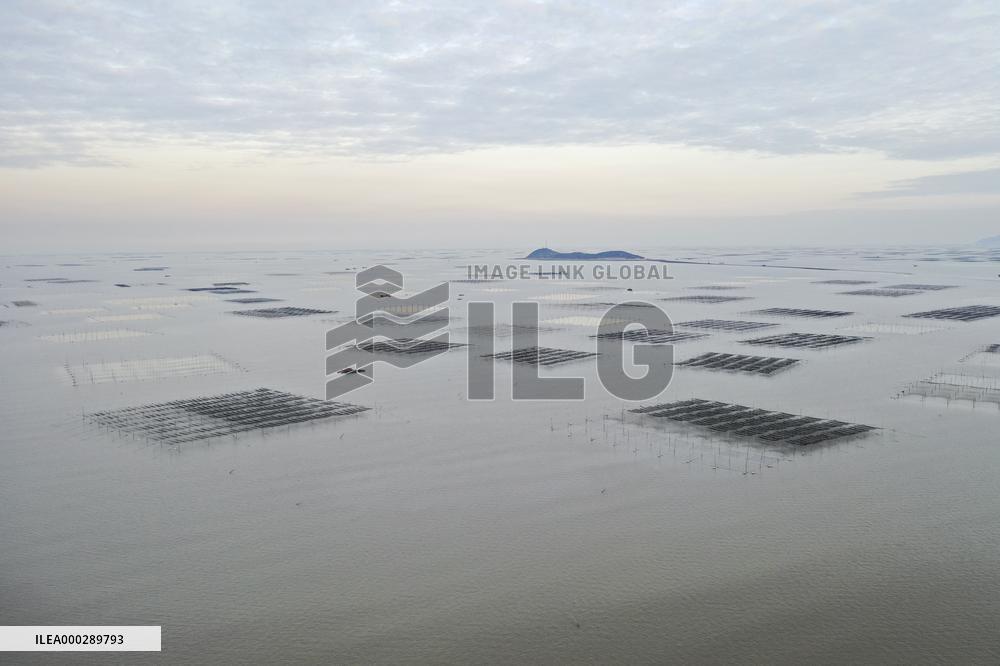 Seaweed Plantations in Island