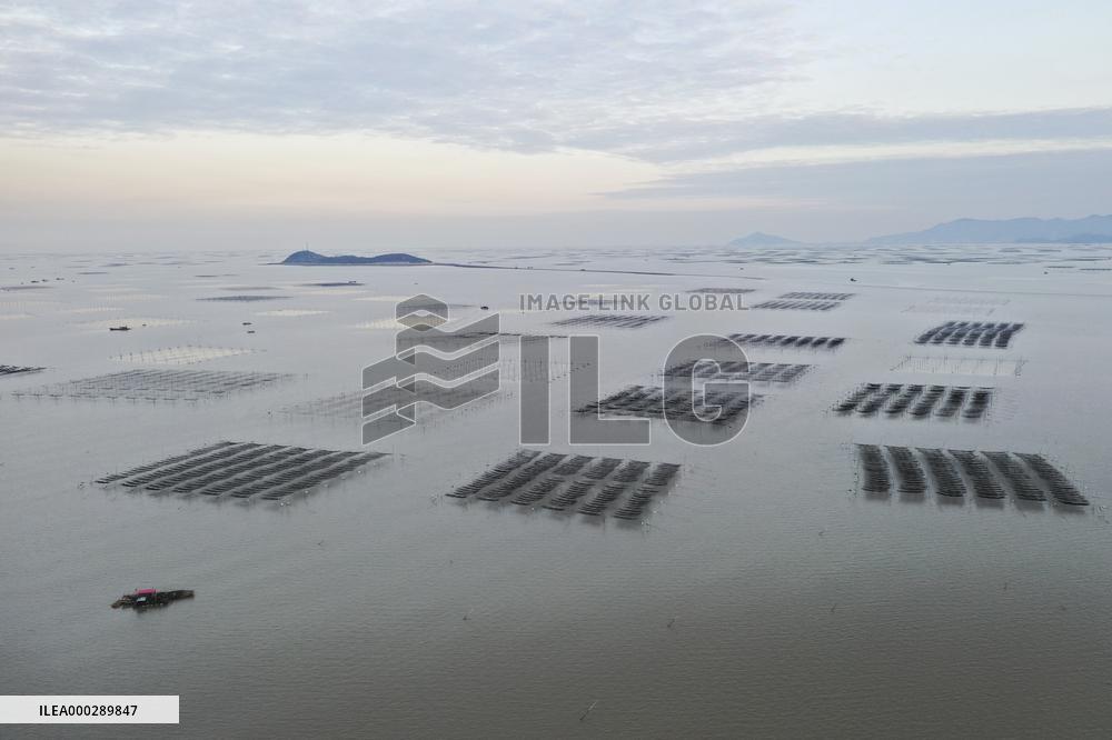 Seaweed Plantations in Island