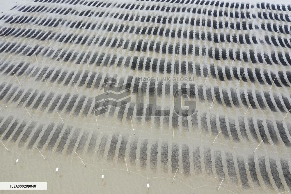 Seaweed Plantations in Island