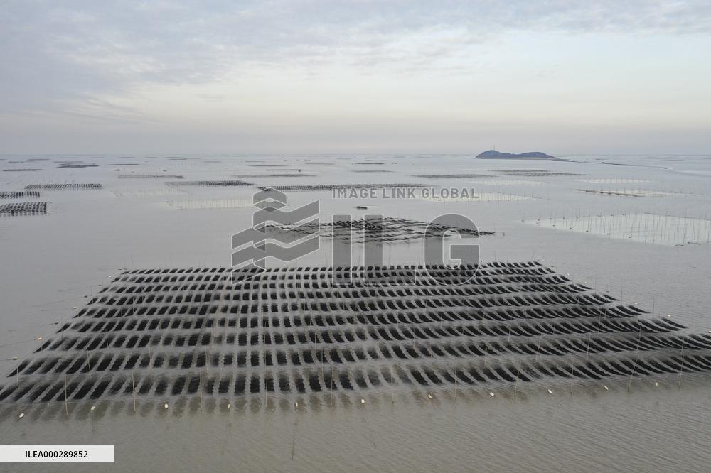 Seaweed Plantations in Island