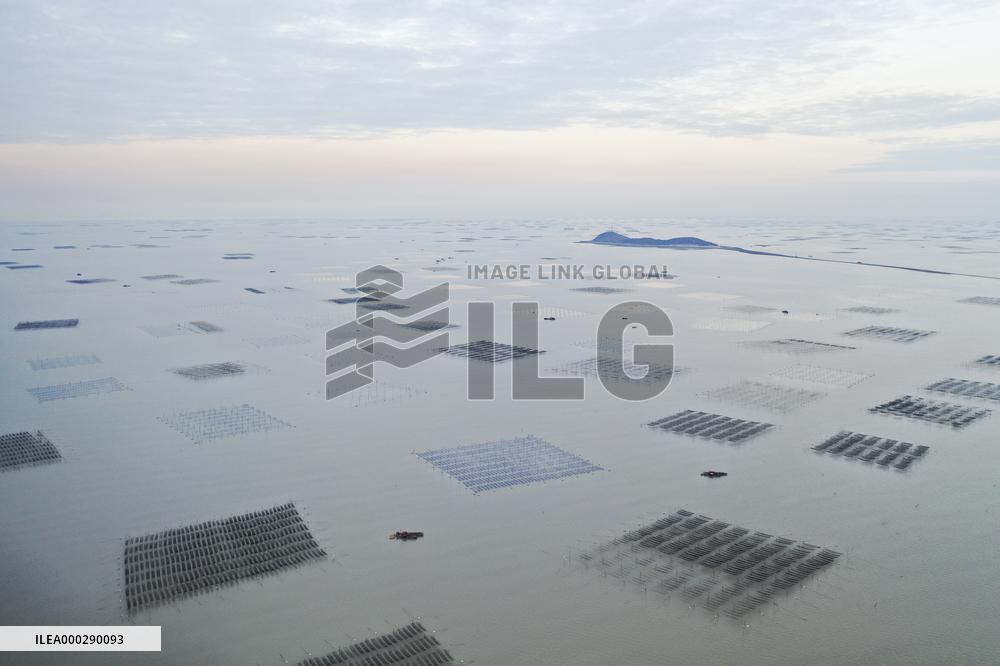 Seaweed Plantations in Island