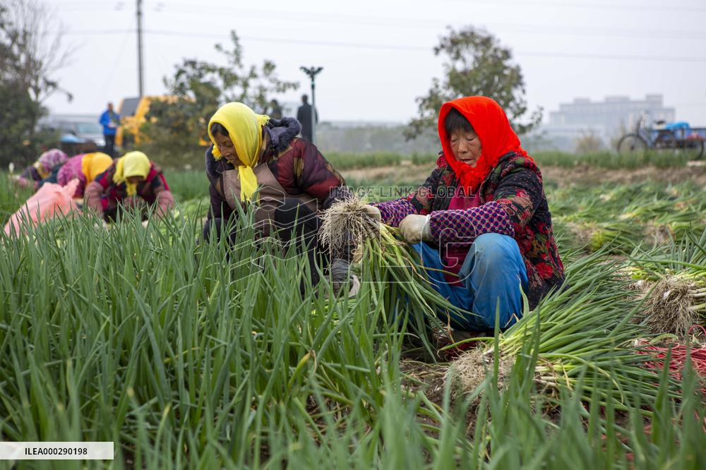 China Agricultural Harvest