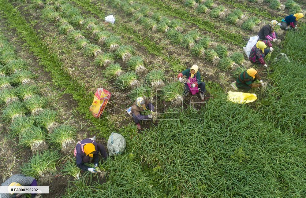 China Agricultural Harvest