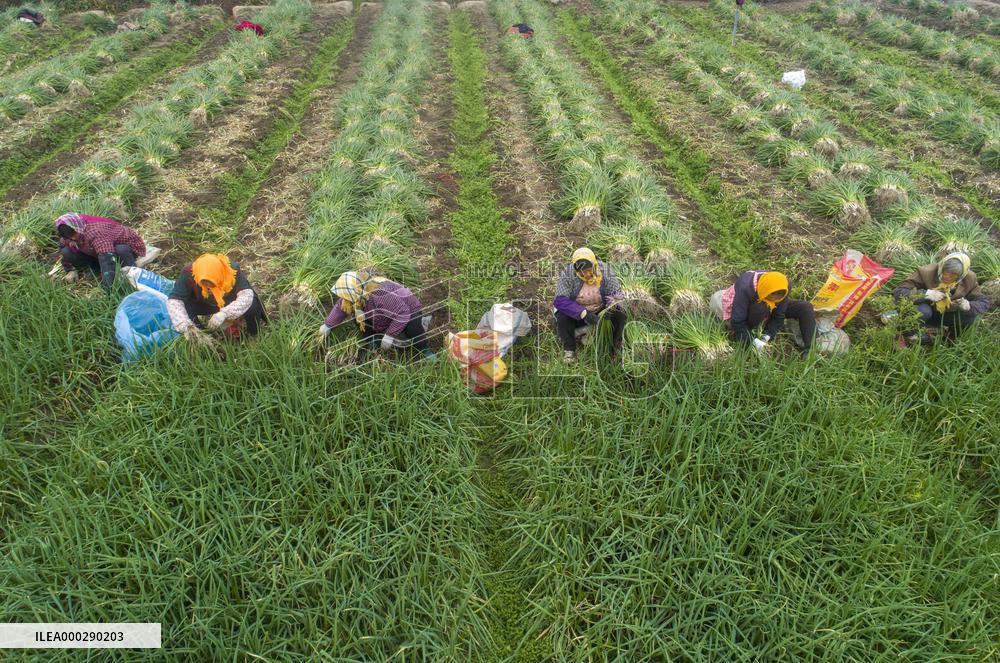 China Agricultural Harvest