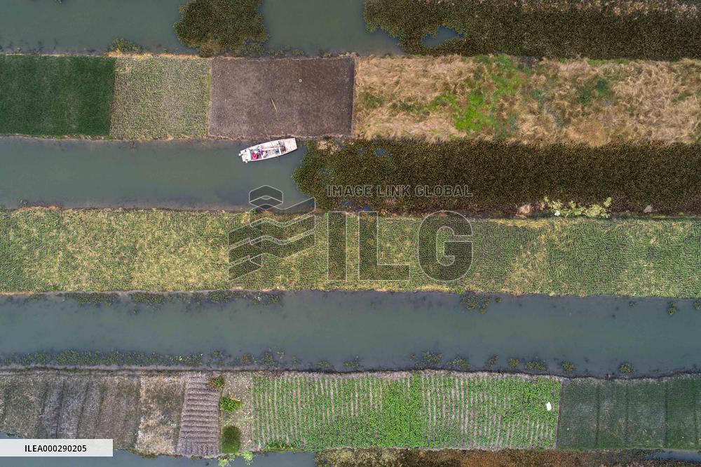 China Agricultural Harvest