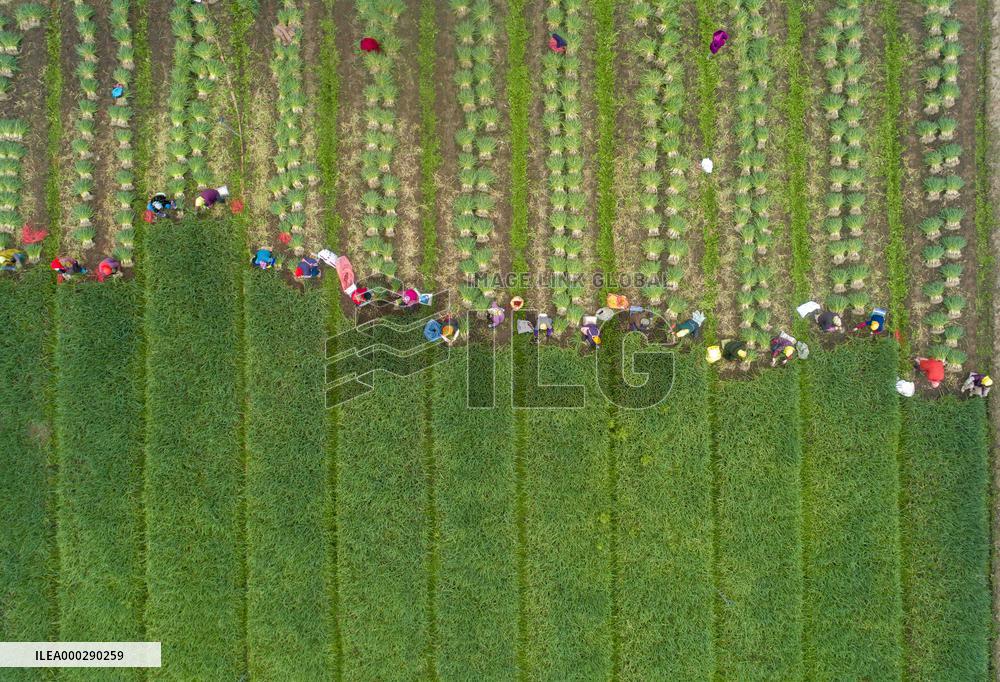 China Agricultural Harvest