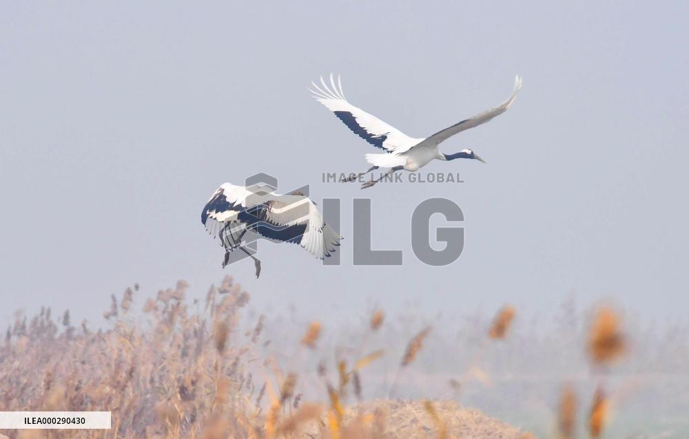Red-crowned Cranes Foraging At The National Rare Bird Nature Res