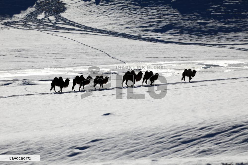 Camels Walk in The Snow