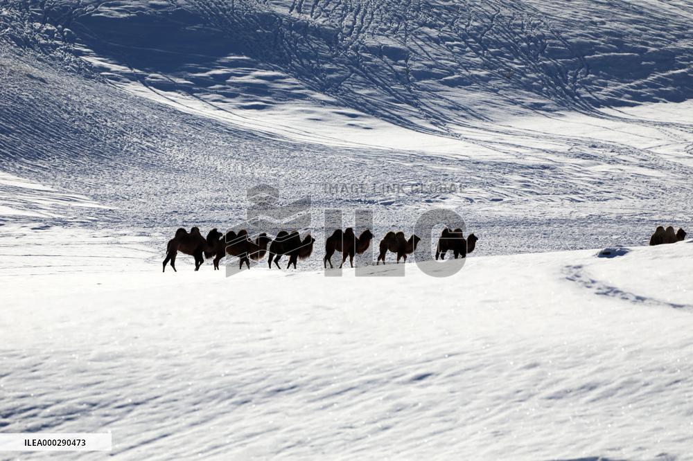 Camels Walk in The Snow