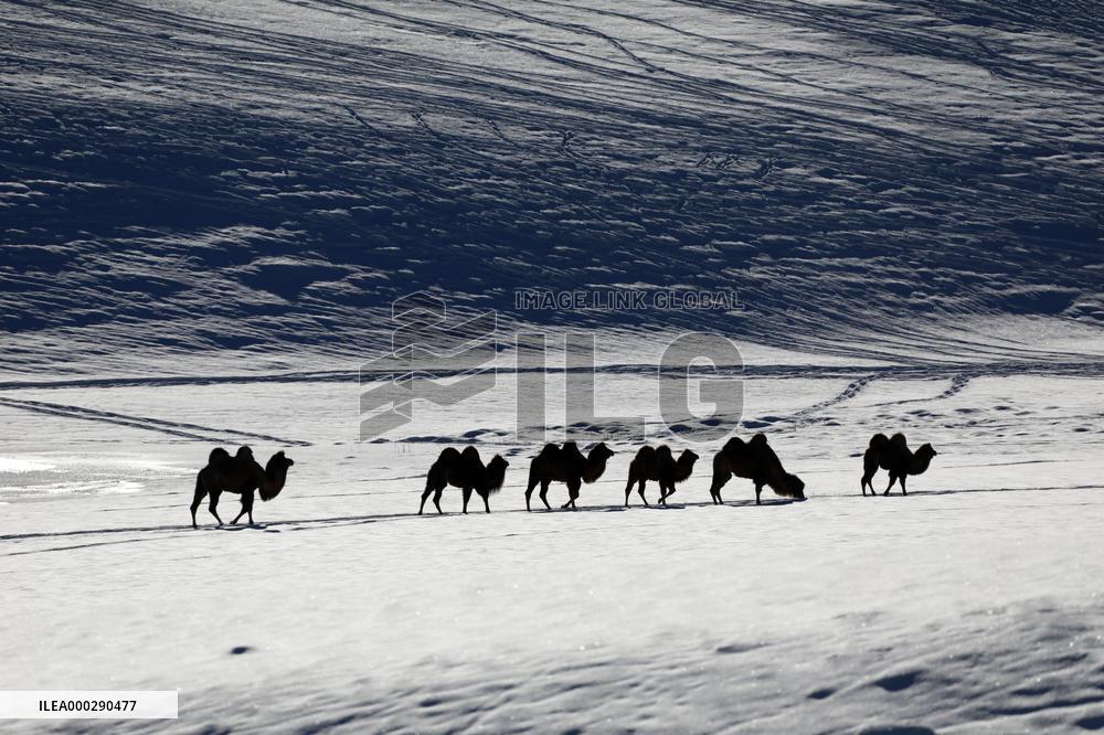 Camels Walk in The Snow