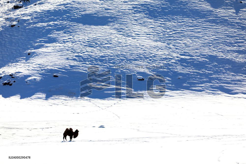 Camels Walk in The Snow