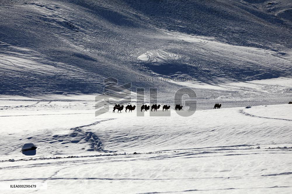 Camels Walk in The Snow
