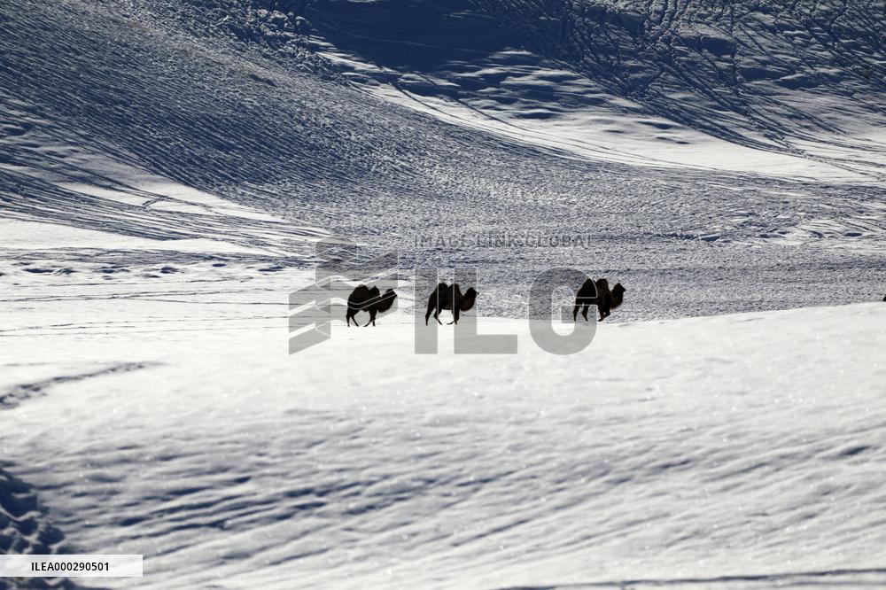 Camels Walk in The Snow