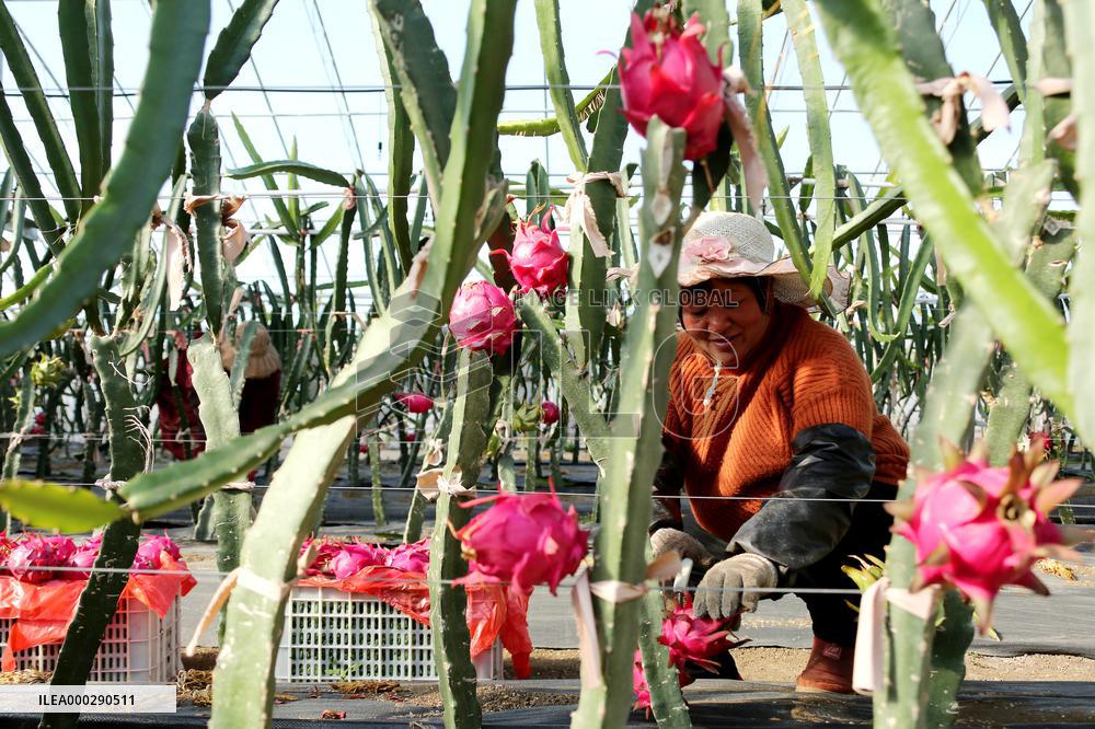 Winter Greenhouse Crop