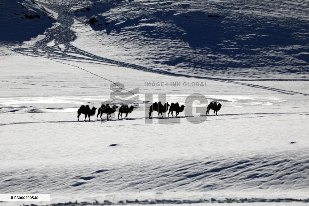 Camels Walk in The Snow