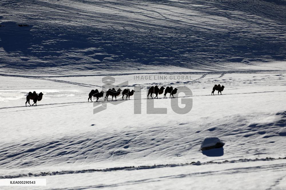 Camels Walk in The Snow