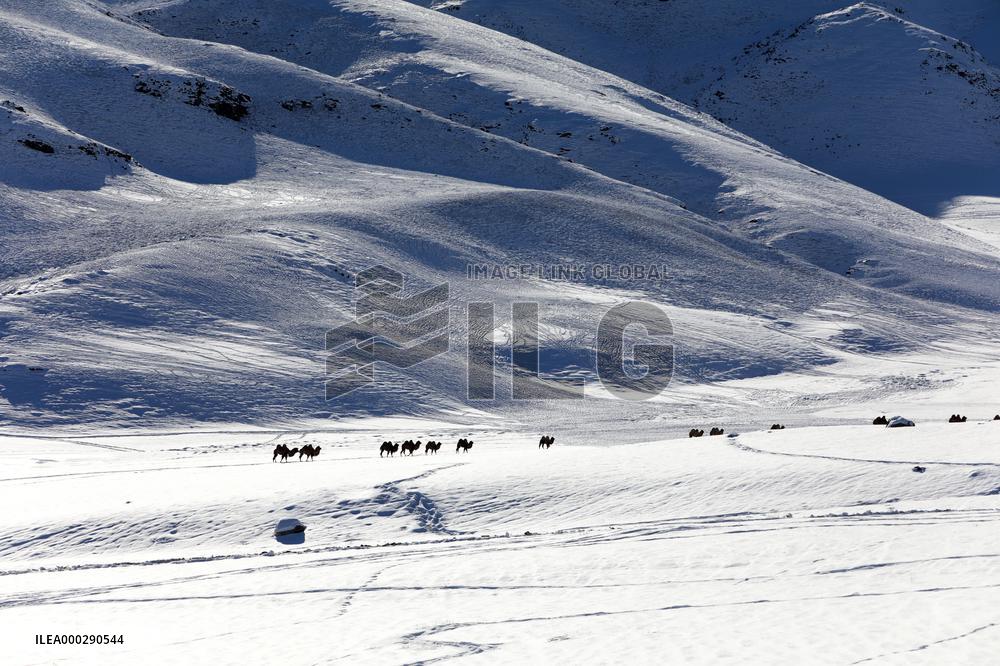 Camels Walk in The Snow