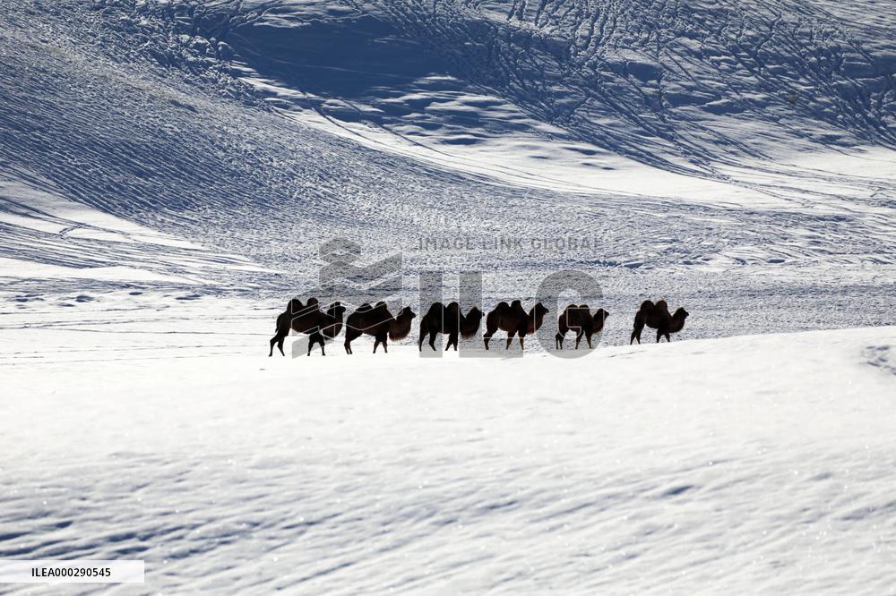 Camels Walk in The Snow