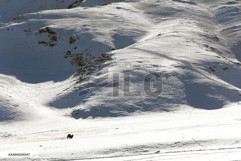 Camels Walk in The Snow