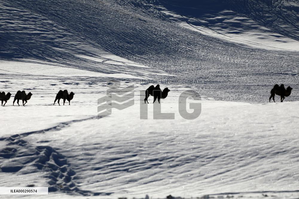 Camels Walk in The Snow