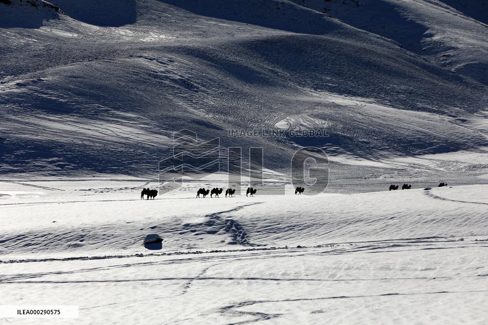 Camels Walk in The Snow