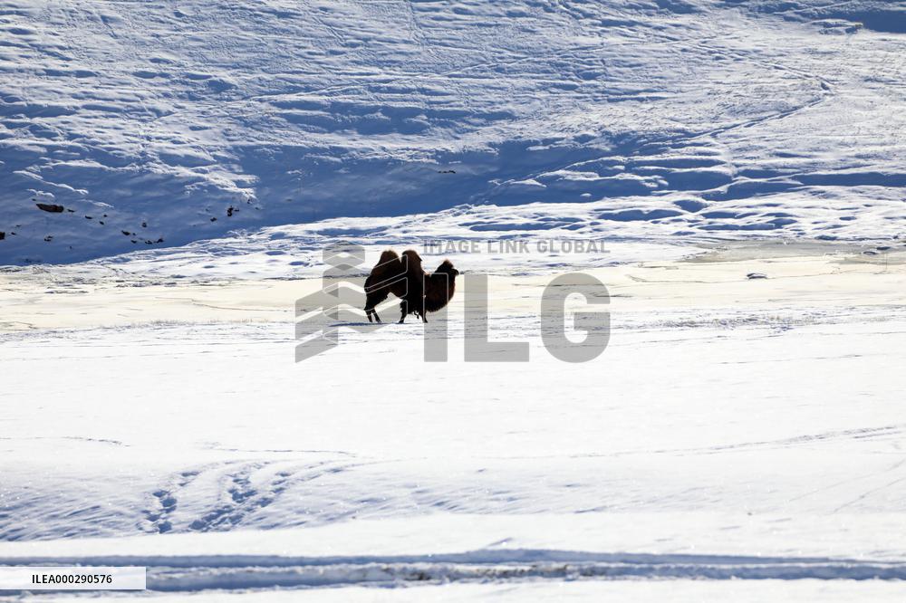 Camels Walk in The Snow