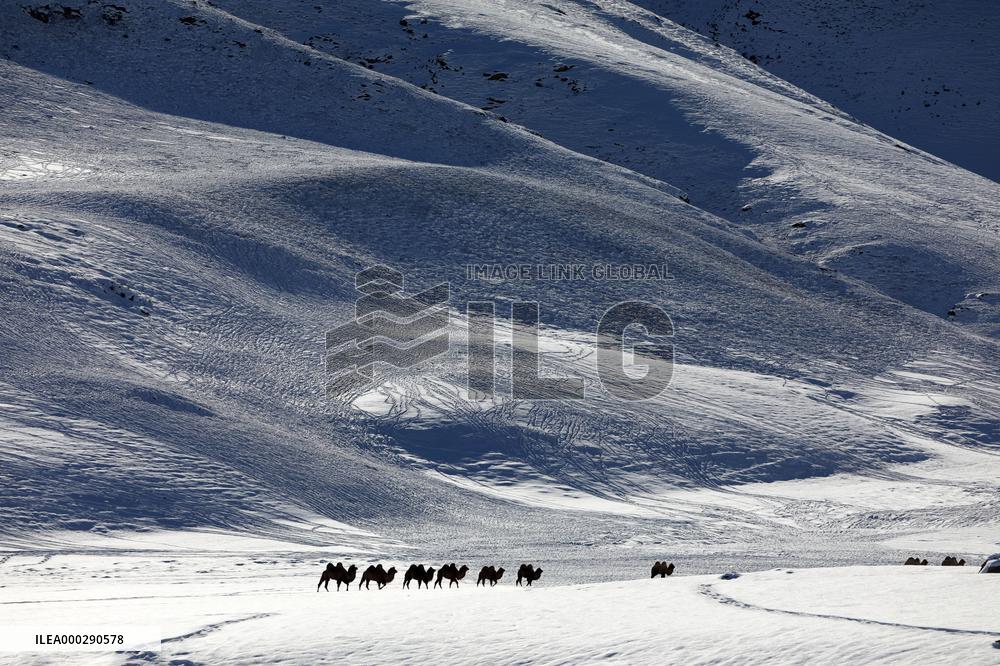 Camels Walk in The Snow