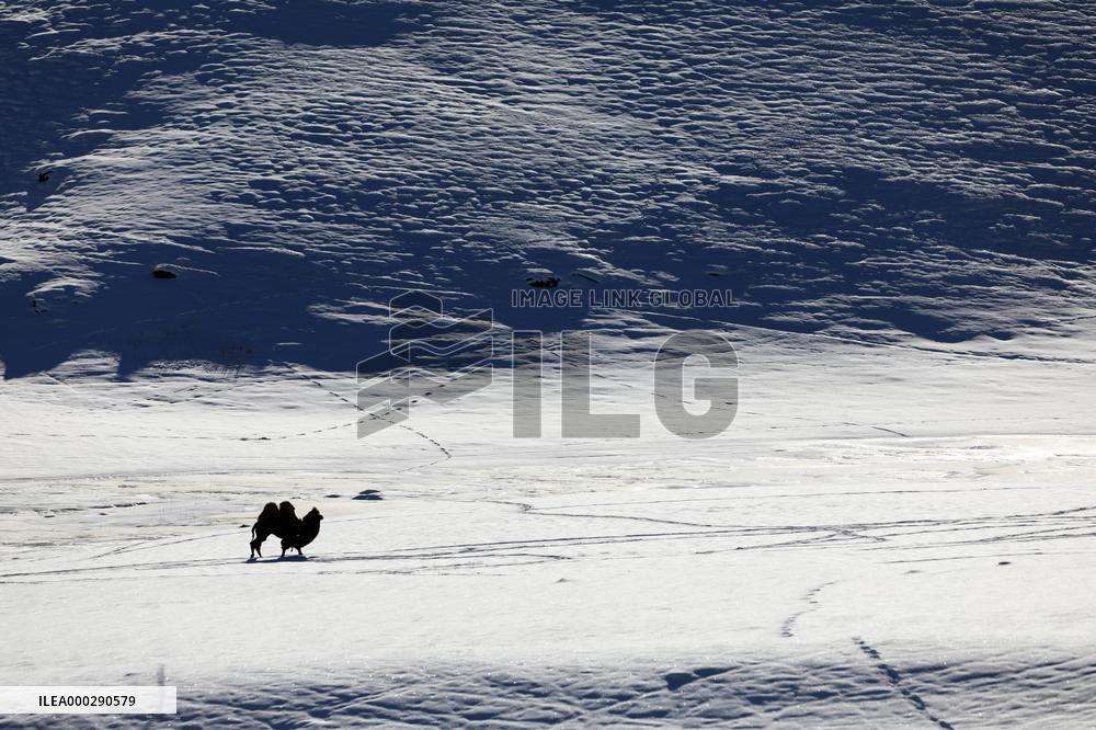 Camels Walk in The Snow
