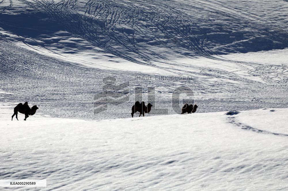 Camels Walk in The Snow