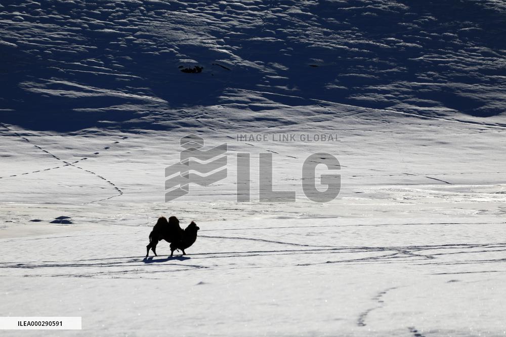 Camels Walk in The Snow