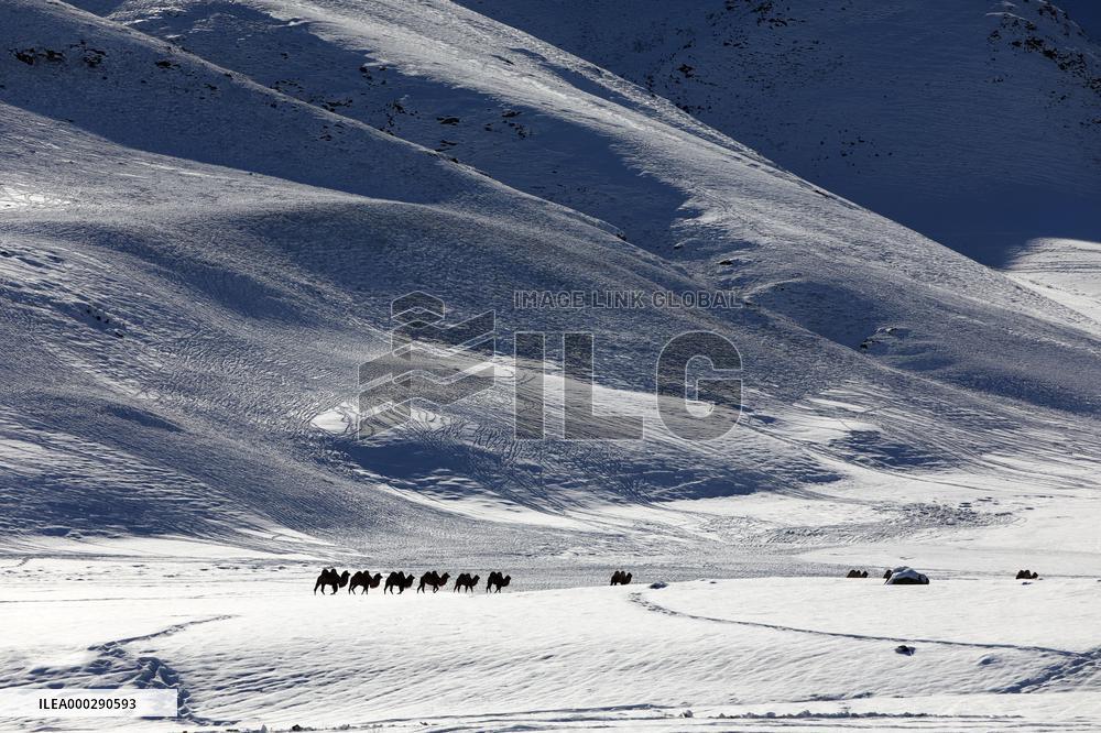 Camels Walk in The Snow