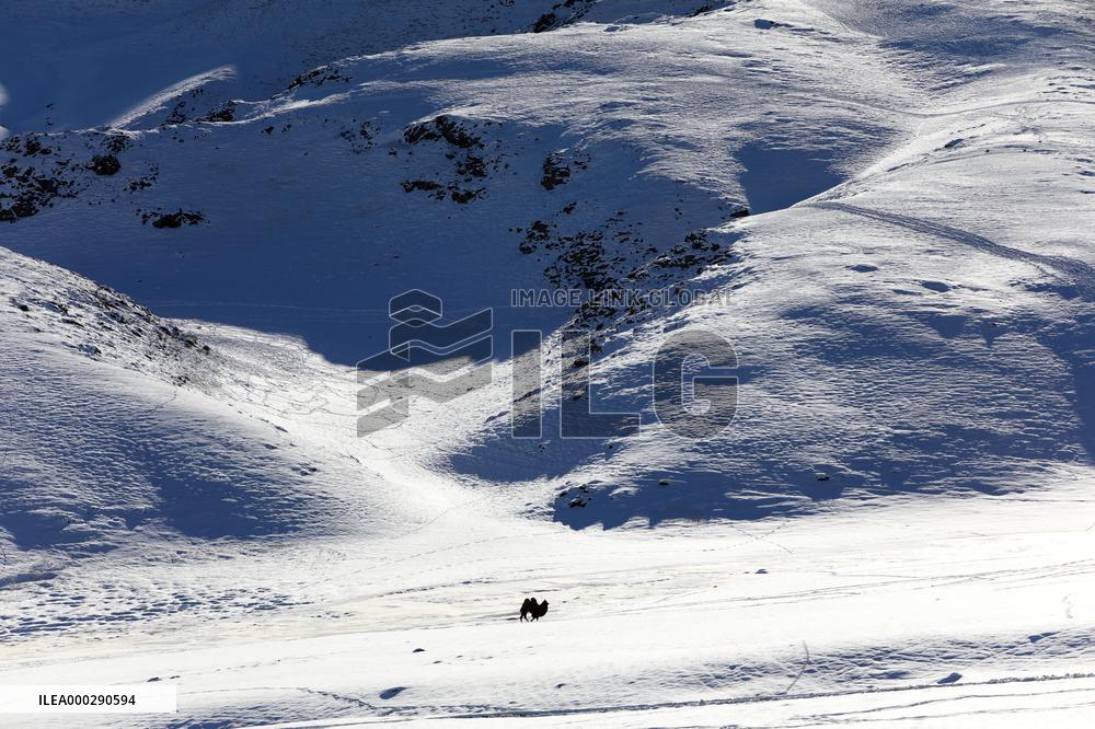 Camels Walk in The Snow