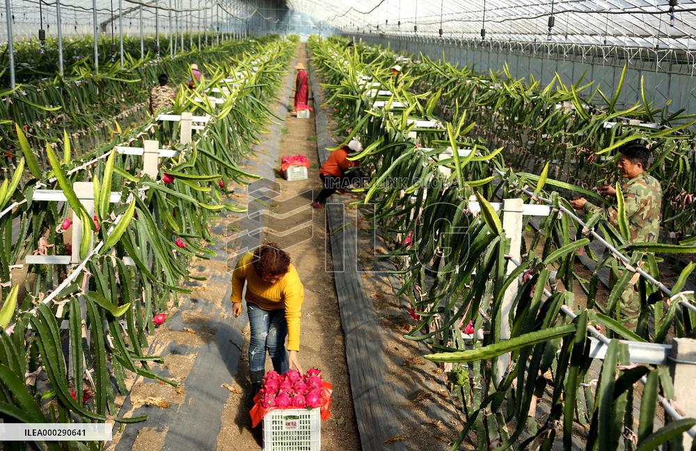 Winter Greenhouse Crop