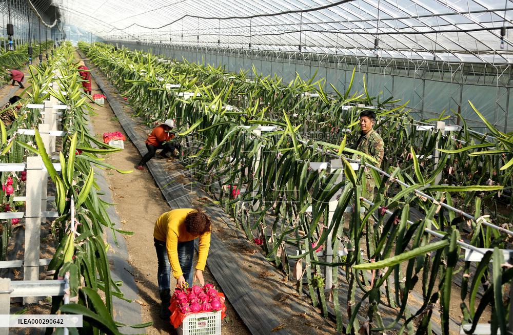 Winter Greenhouse Crop