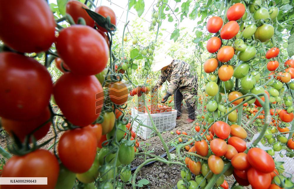 Winter Greenhouse Crop