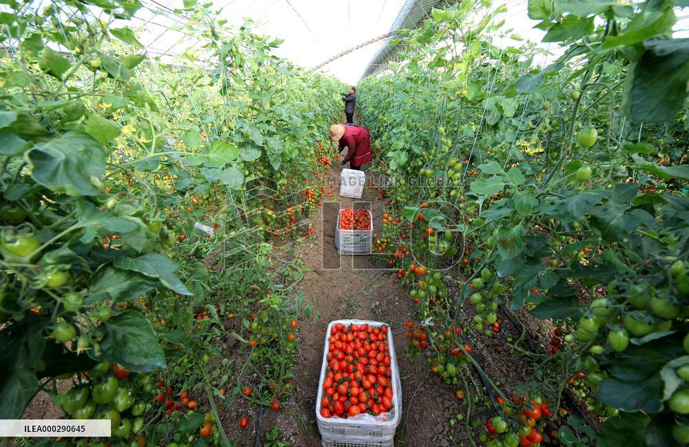 Winter Greenhouse Crop