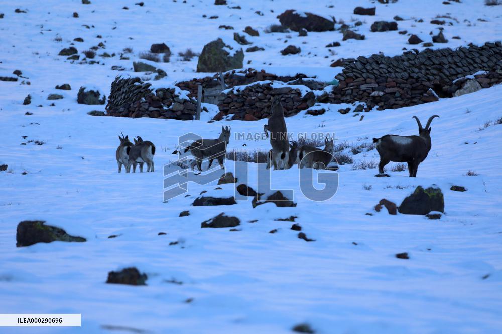 North Goats