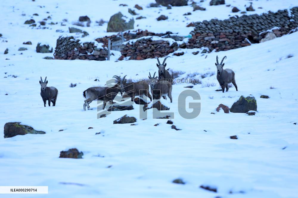 North Goats